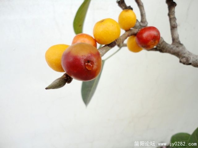 DSC01221.jpg