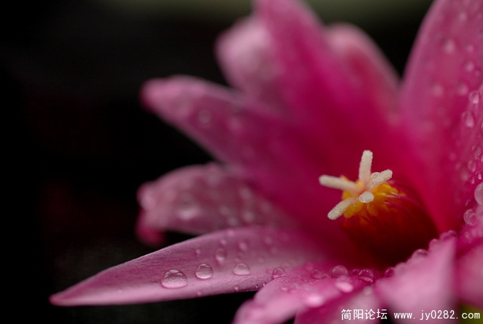 蟹爪兰 (2).jpg