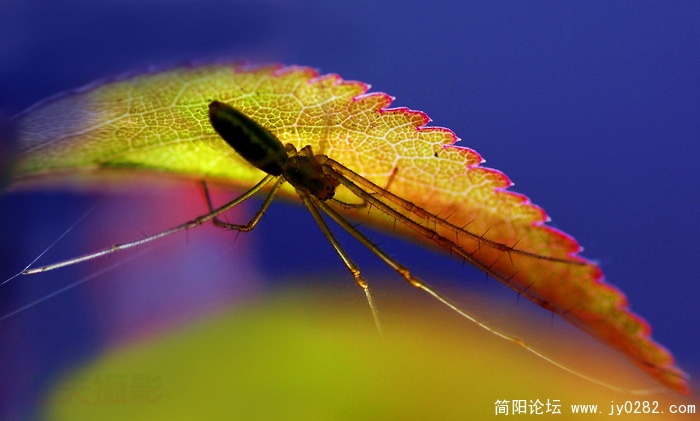 弹拨春天  高亚夫 摄.jpg