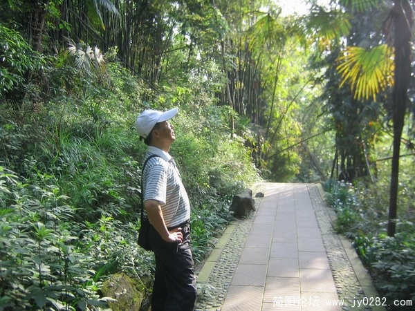 树林。阳光3.jpg