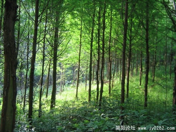 树林。阳光2.jpg