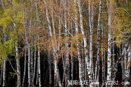 桦林09.jpg