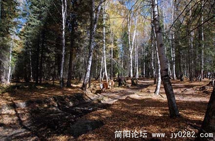 桦林08.jpg