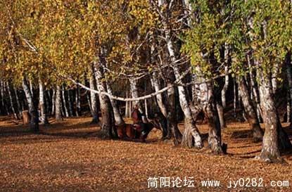 桦林05.jpg