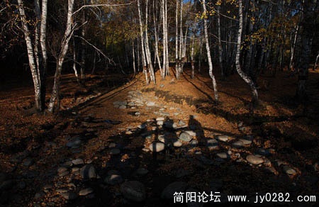 桦林04.jpg