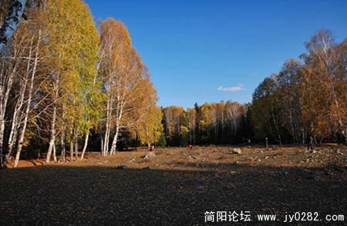桦林03.jpg