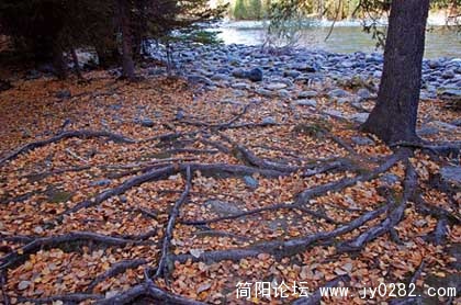 桦林11.jpg