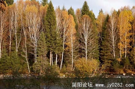 桦林10.jpg