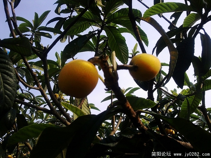 20110516038.jpg