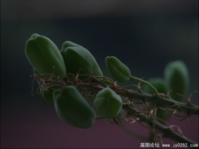 芦荟果实.jpg