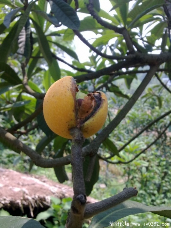 20110525342.jpg