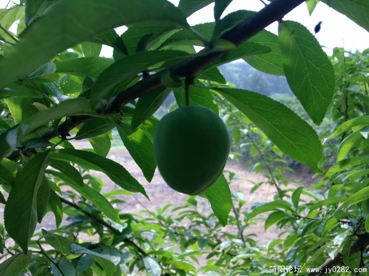 20110525351.jpg