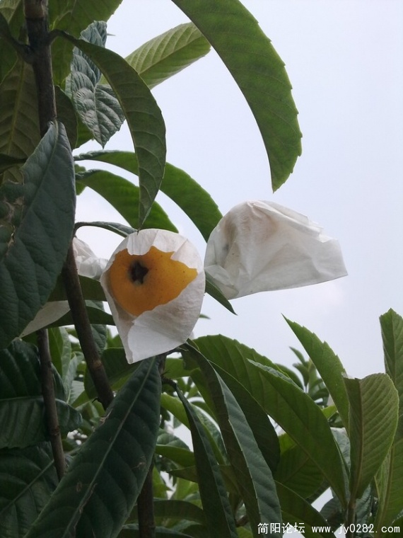 20110525346.jpg