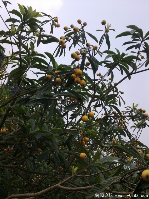 20110525347.jpg