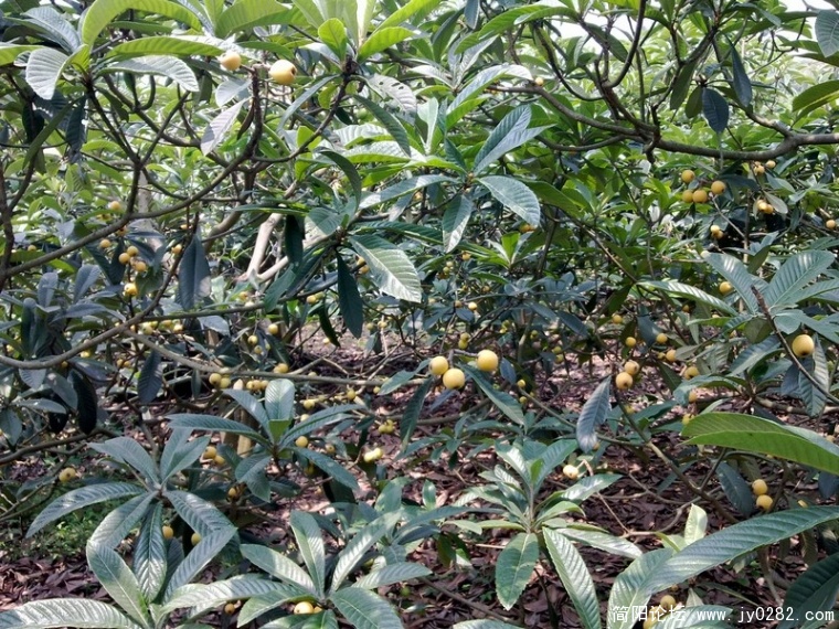 20110525357.jpg