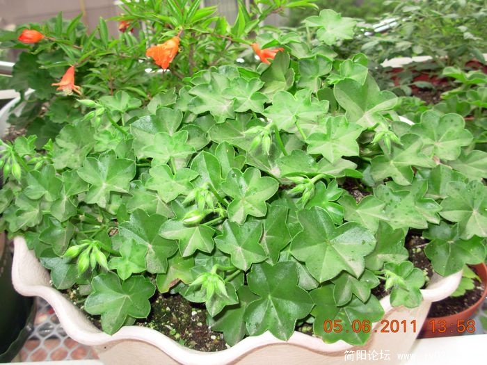 DSCN0661.JPG