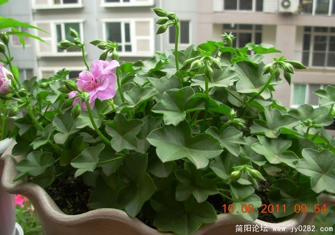 DSCN0700.JPG
