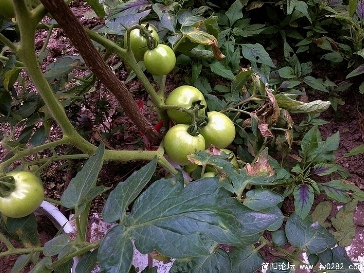 20110614039.jpg