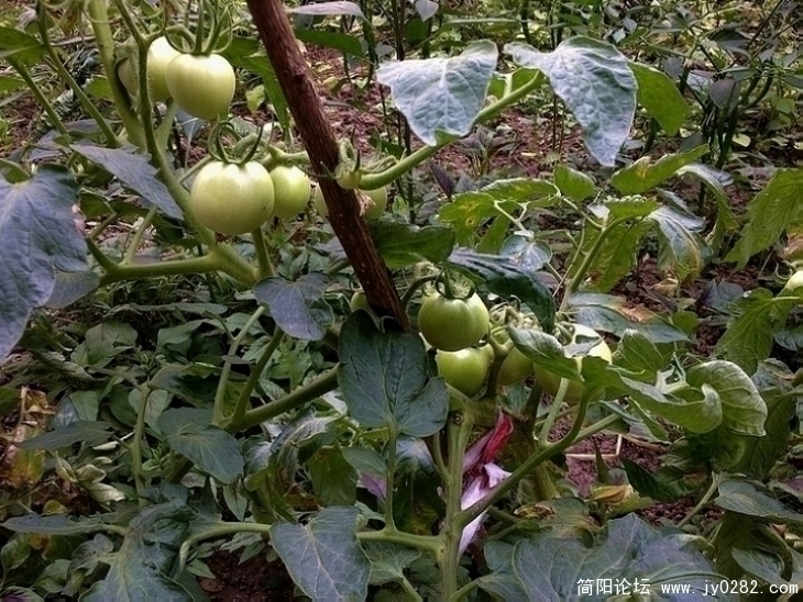 20110614040.jpg