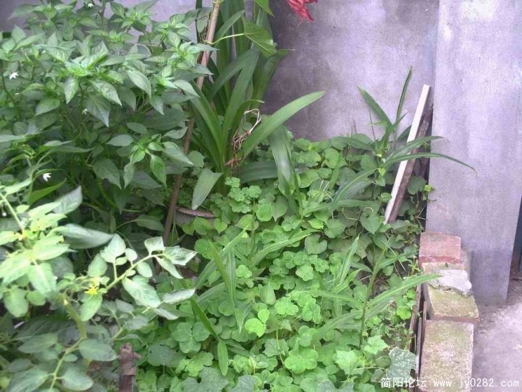 PICT0050.JPG