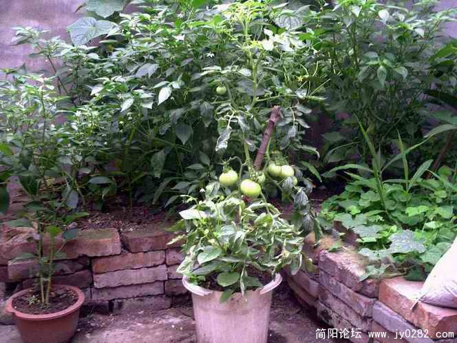 PICT0047.JPG