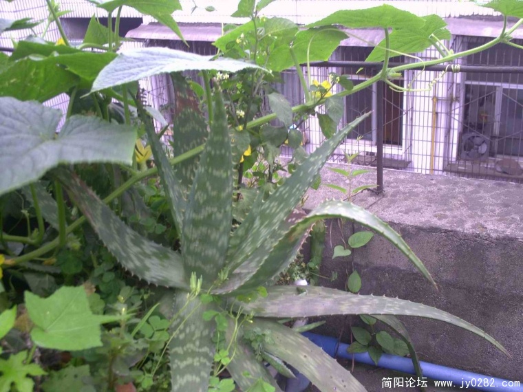 PICT0059.JPG