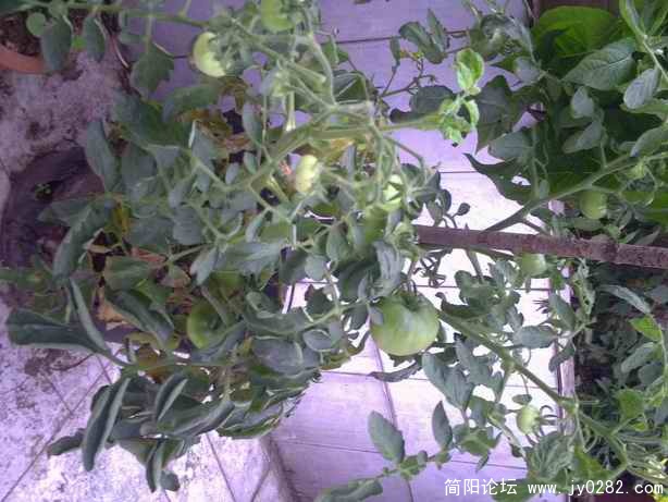 PICT0062.JPG