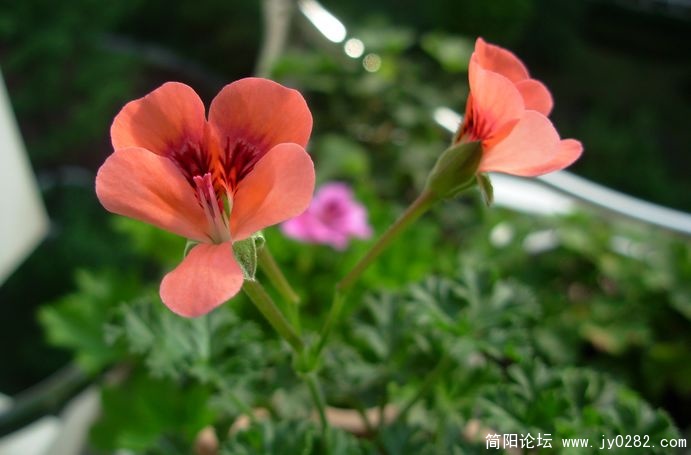 DSCN0739.JPG