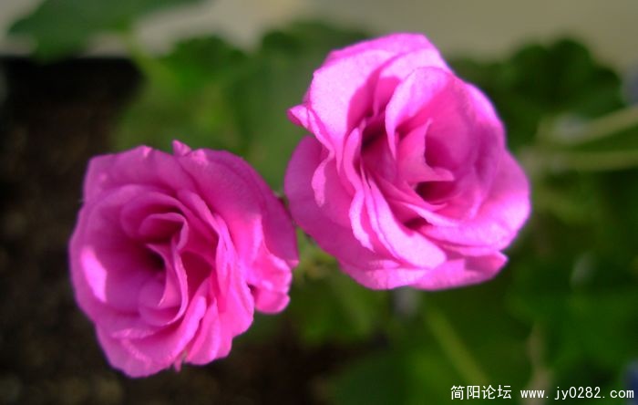DSCN0730.JPG