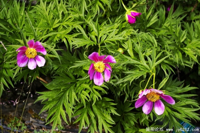 _IGP6963_调整大小.JPG