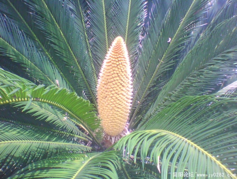 IMG0943A.jpg