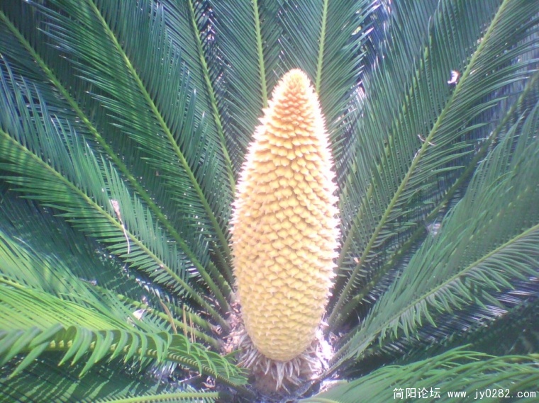 IMG0944A.jpg