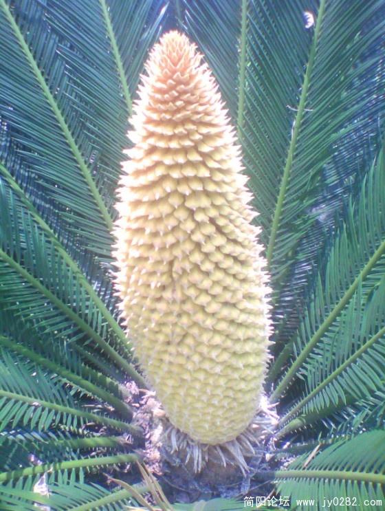 IMG0946A.jpg