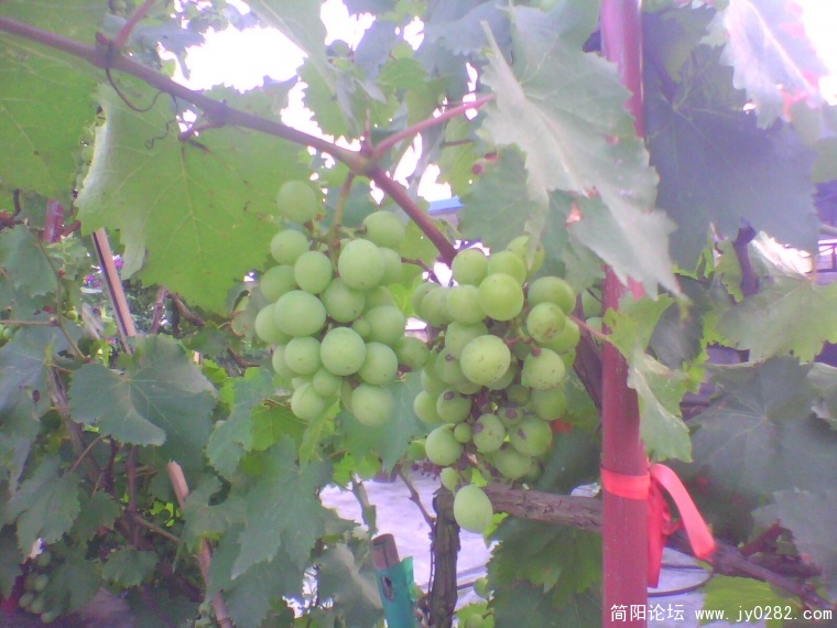 IMG0916A.jpg