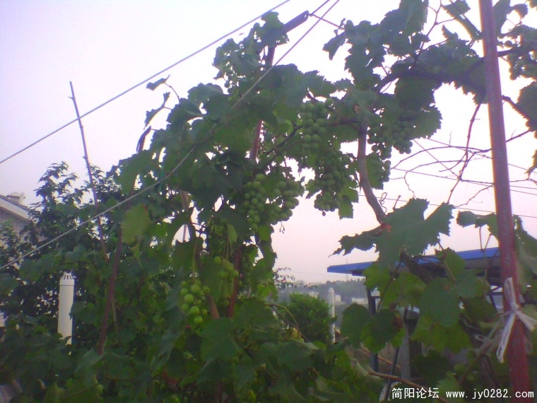 IMG0917A.jpg