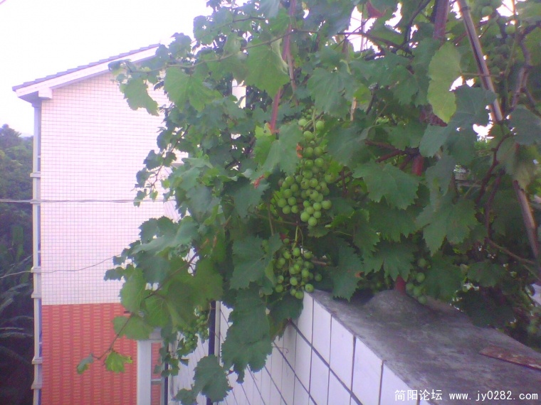 IMG0918A.jpg