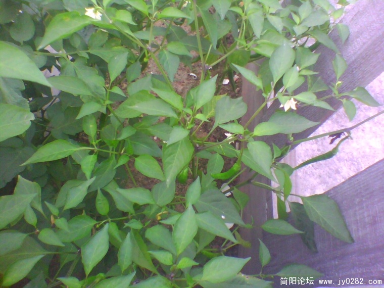 IMG0920A.jpg