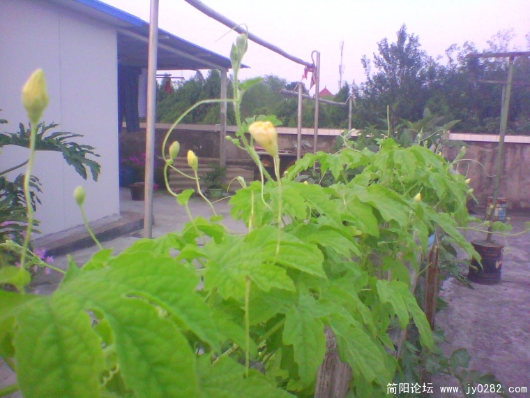 IMG0919A.jpg