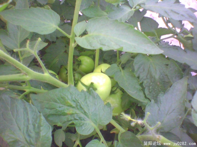 IMG0921A.jpg