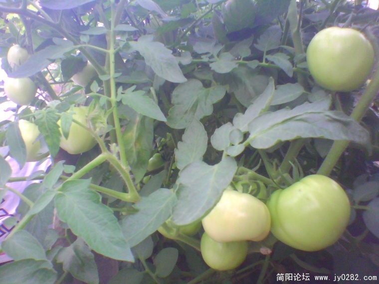IMG0924A.jpg