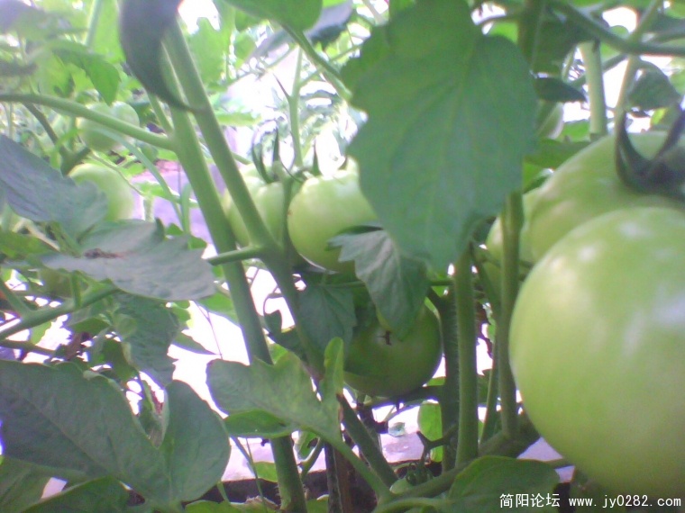 IMG0926A.jpg