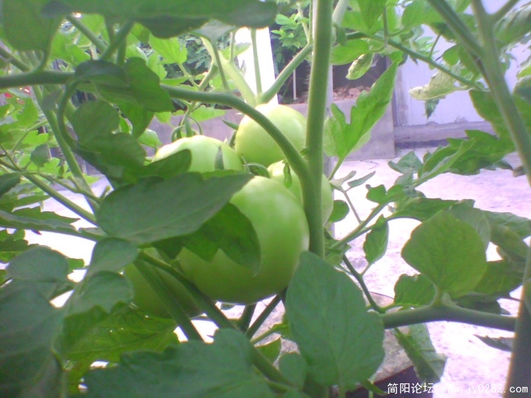 IMG0925A.jpg