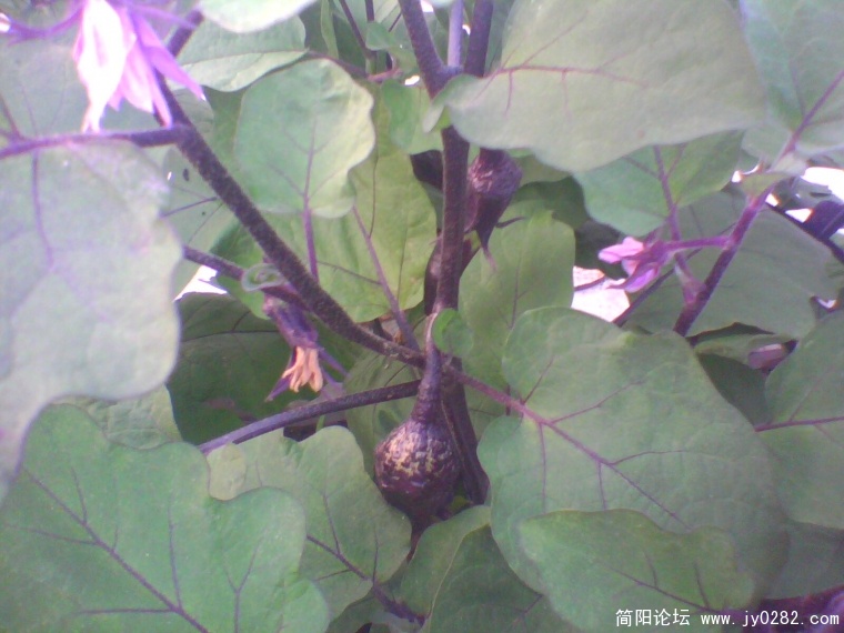 IMG0927A.jpg