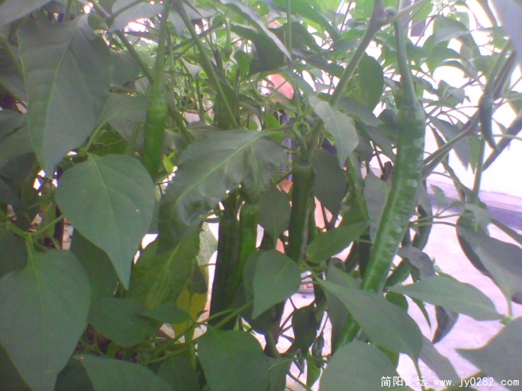 IMG0928A.jpg
