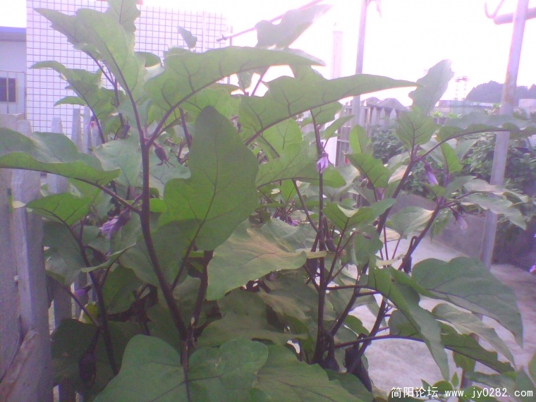 IMG0929A.jpg