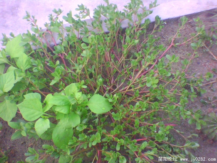 IMG0930A.jpg