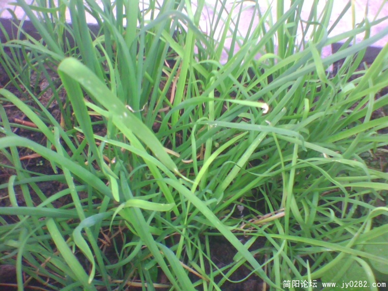 IMG0932A.jpg