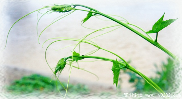 DSC01975 副本.jpg