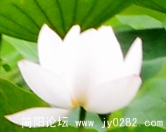 2011.7.5拍摄于荷塘月色