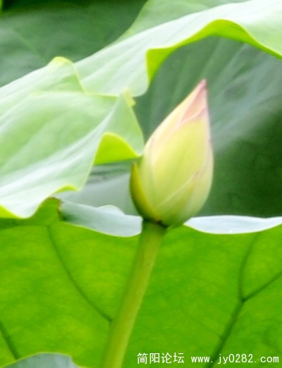2011.7.5拍摄于荷塘月色